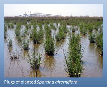 spartina plugs